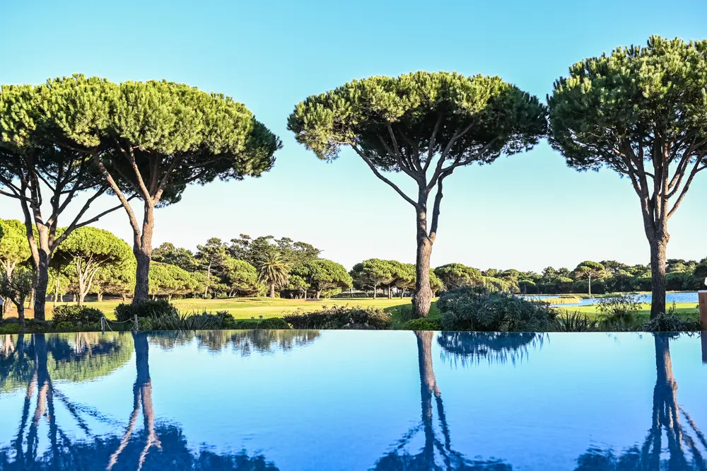 Pinheiros refletidos no lago do campo de golfe