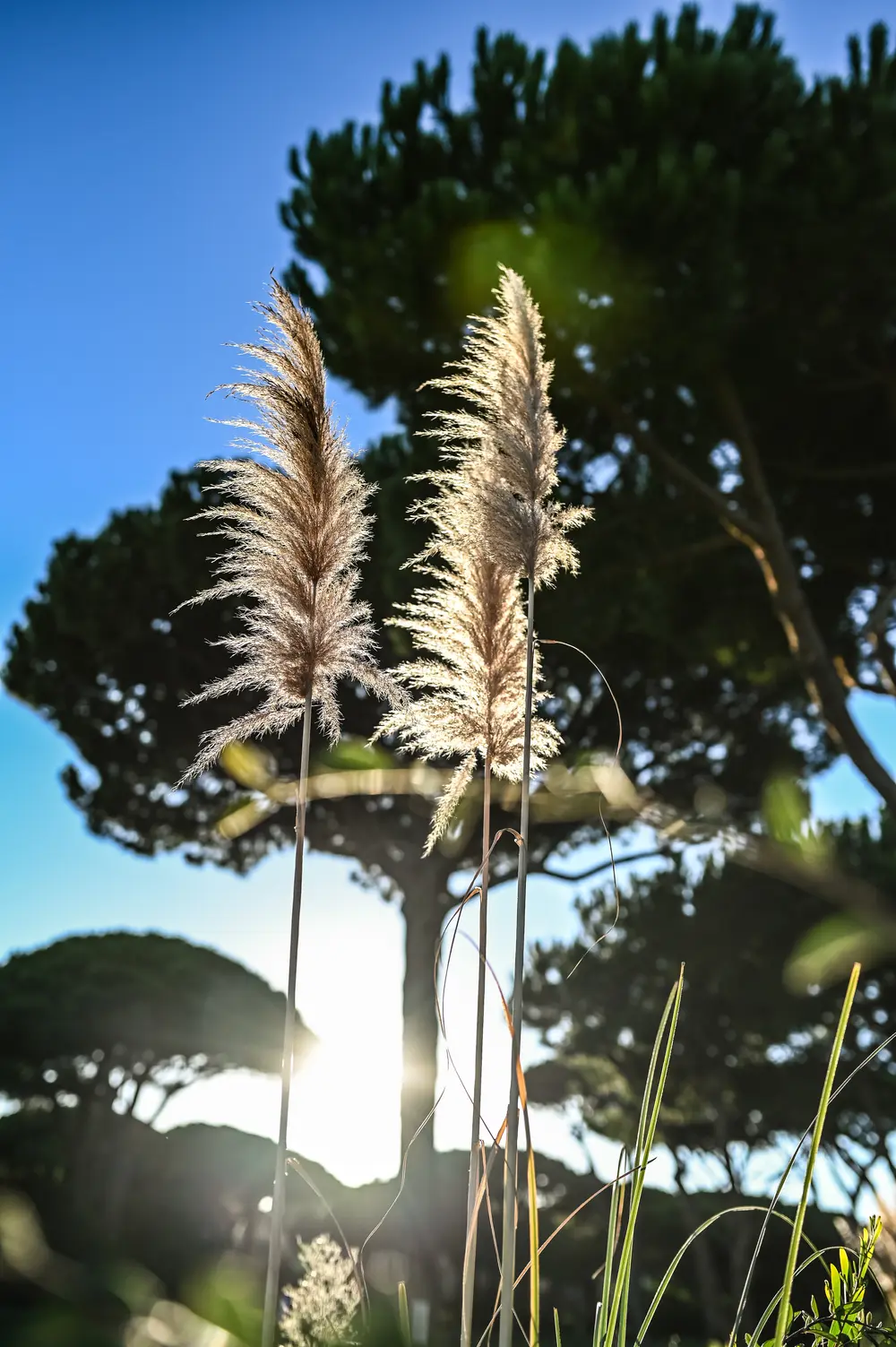 Canas em contraluz sobre o pinhal, ao pôr do sol