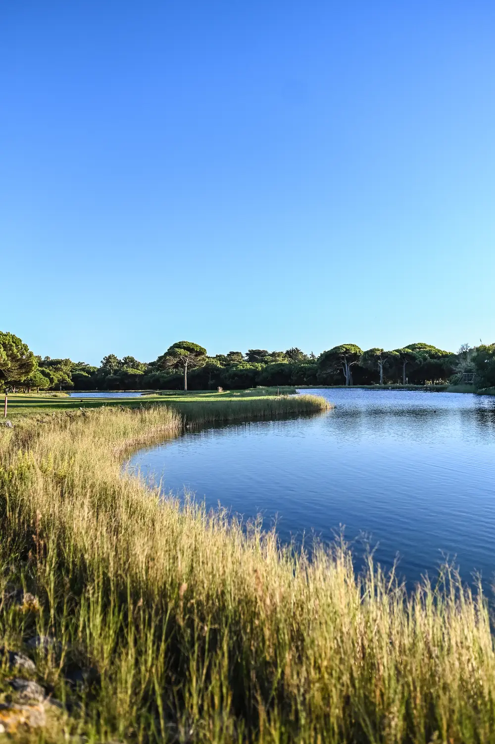 Juncal à beira do lago, sob o céu limpo