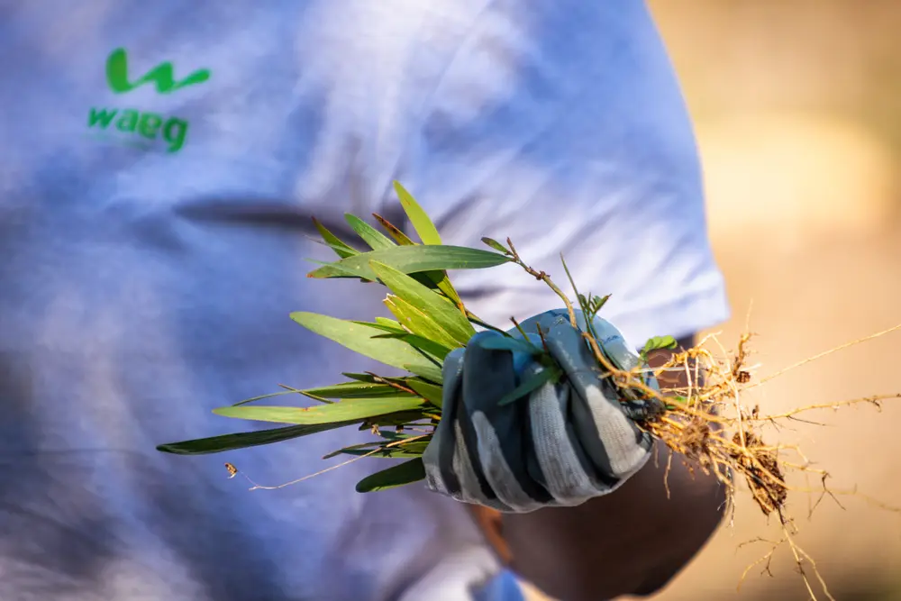 Mão enluvada com as plantas arrancadas, na limpeza das matas